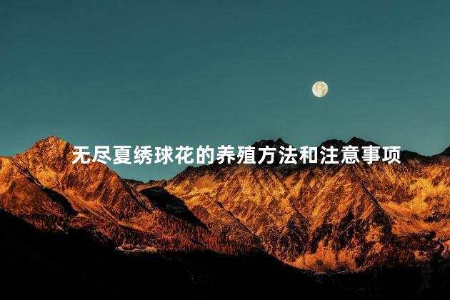 无尽夏绣球花的养殖方法和注意事项，无尽夏绣球花怎么养