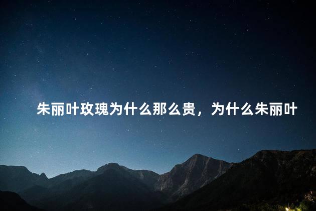 朱丽叶玫瑰为什么那么贵，为什么朱丽叶玫瑰那么贵