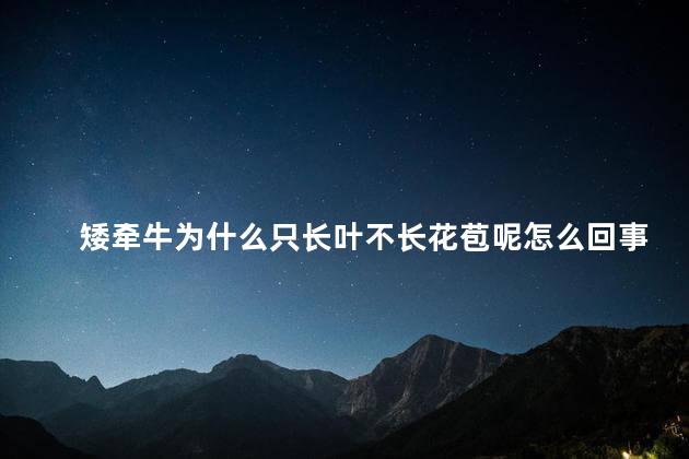 矮牵牛为什么只长叶不长花苞呢怎么回事，为什么矮牵牛只长叶不长花苞呢